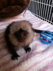 Finger Marmoset Monkeys Available